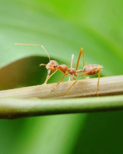 Close-up of insect on leaf