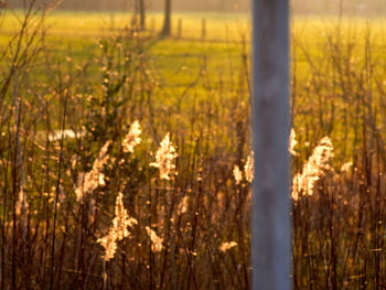 Plants growing on field