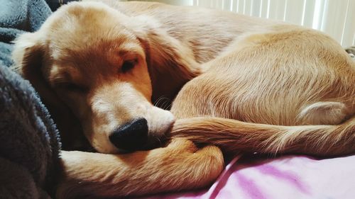 Close-up of dog sleeping