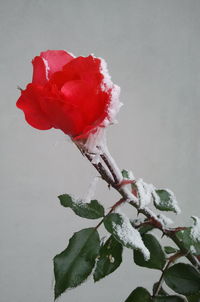 Close-up of red rose