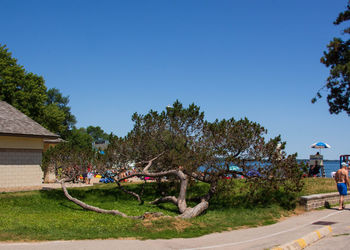 Trees growing in park against clear blue sky