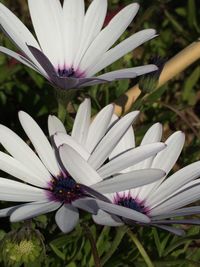 Close-up of purple flowers blooming outdoors