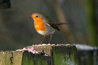 Close-up of bird perching on wood