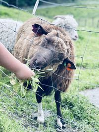 Close-up of hand feeding on field