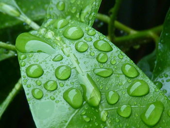 Close-up of raindrops on green leaves