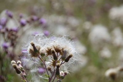 Close-up of white dandelion flower