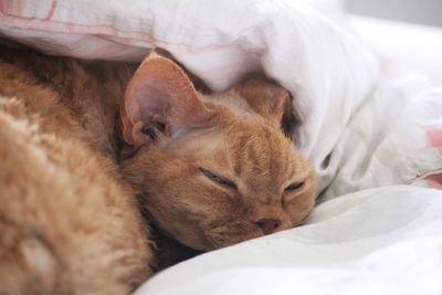 Close-up of cat sleeping on bed