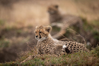 View of cheetah at field