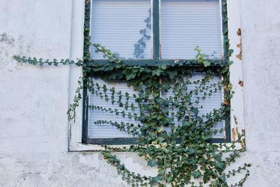 Ivy growing on wall of building