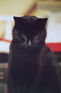 Close-up portrait of cat