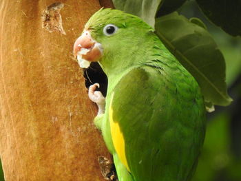 Close-up of parrot perching on leaf