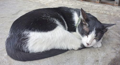 High angle view of cat resting