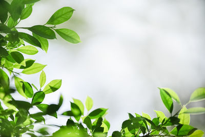 Close-up of green leaves on plant