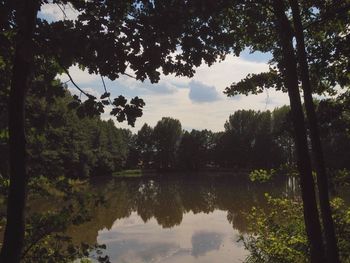 Reflection of trees in lake