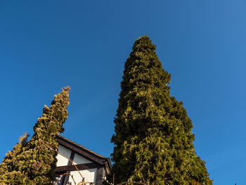 Low angle view of trees against blue sky