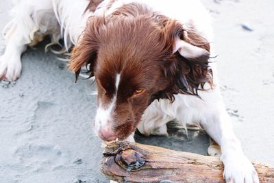 Close-up of dog