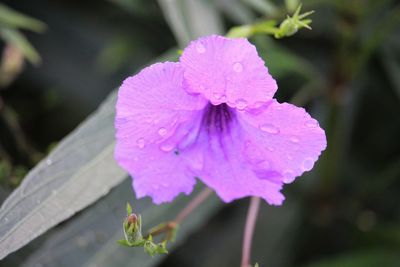 Close-up of pink flowers