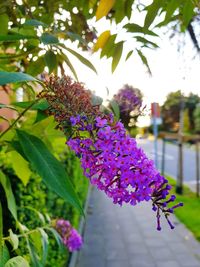 Close-up of purple flowers blooming outdoors