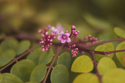 Close-up of flowers