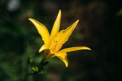 Close-up of yellow flower