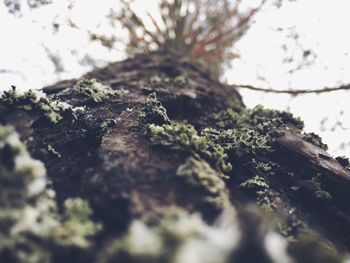 Close-up of tree against sky
