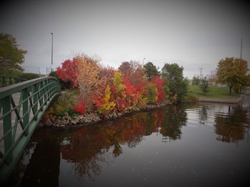 Reflection of trees in water
