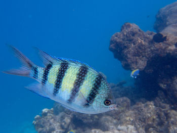Close-up of fish underwater