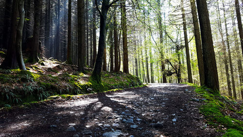 Footpath passing through forest