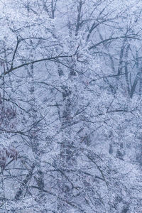 Full frame shot of snow covered tree