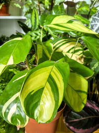 Close-up of fresh green leaves in potted plant