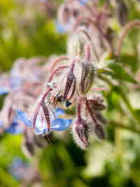 Close-up of insect on flower