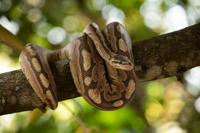 Close-up of lizard on tree