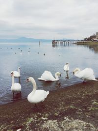 Swans in lake against sky