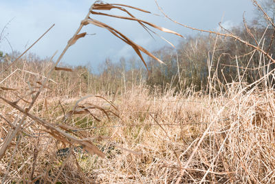 Dry grass on field against sky