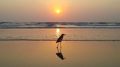 Silhouette bird on beach against sky during sunset