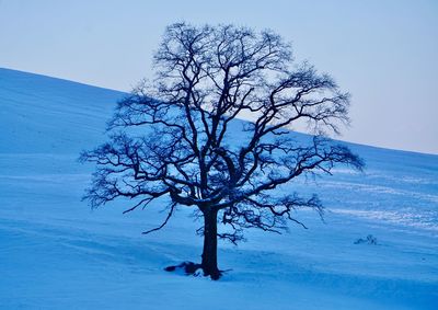 Bare tree on snow covered land against sky