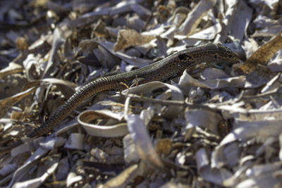 Close-up of snake