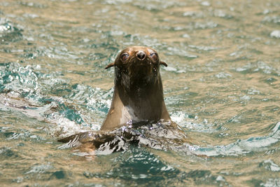 Close-up of turtle swimming in water
