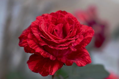 Close-up of red rose