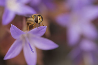 Close-up of bee on purple flower