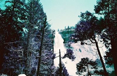 Low angle view of trees in winter against sky