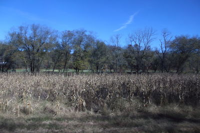 Scenic view of trees on field against sky