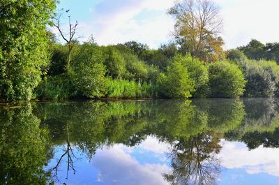 Reflection of trees in lake against sky