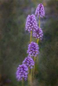 Close-up of purple flowering plant on field