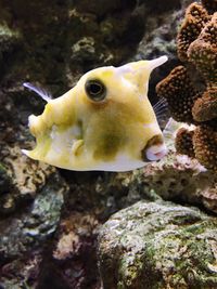 Close-up of fish in sea
