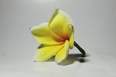 Close-up of yellow flower against white background