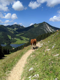 View of a cow on landscape against sky