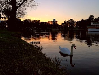 Swan on lake against sky during sunset