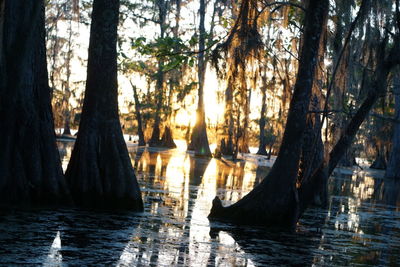 Panoramic view of trees at riverbank