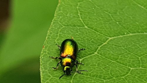High angle view of insect on leaf